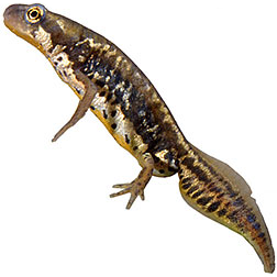 Italian Newt